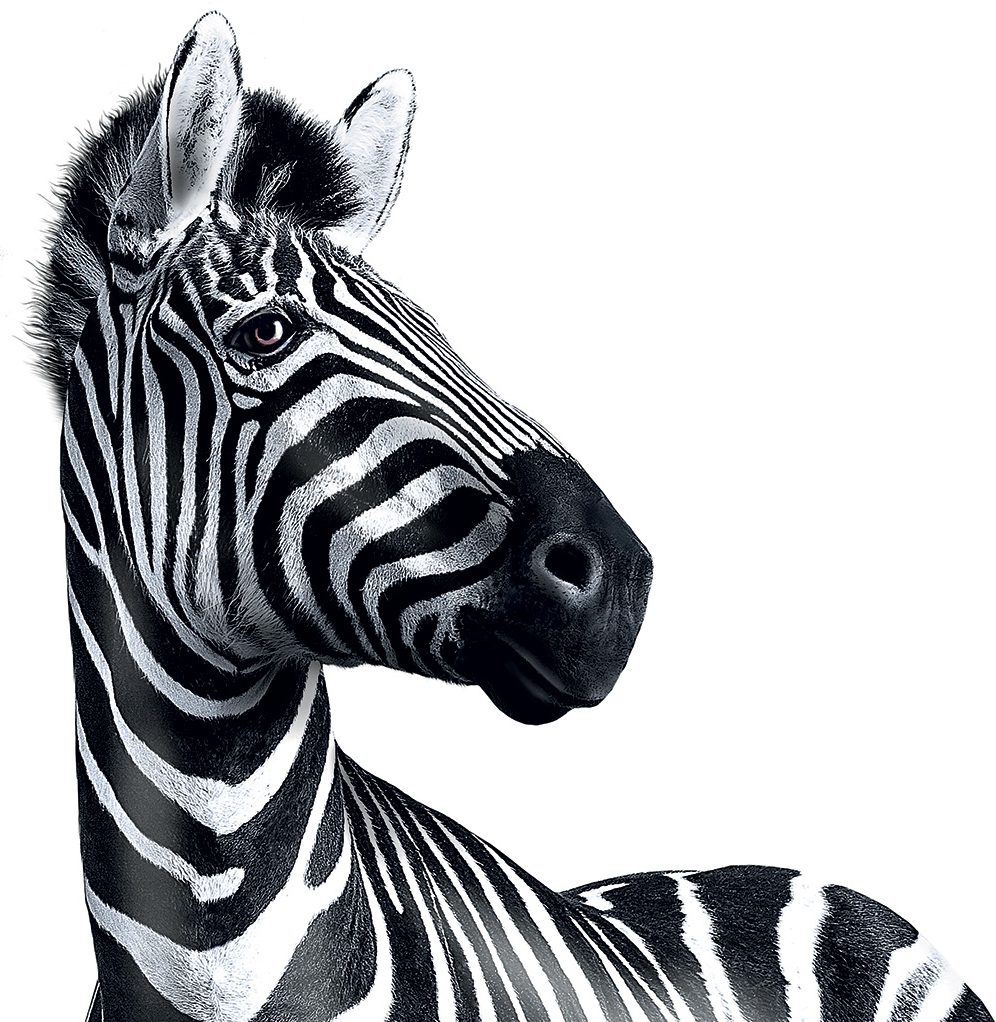 Rent Zebra for Advertising, Filming, Photography and Events AZ Animals