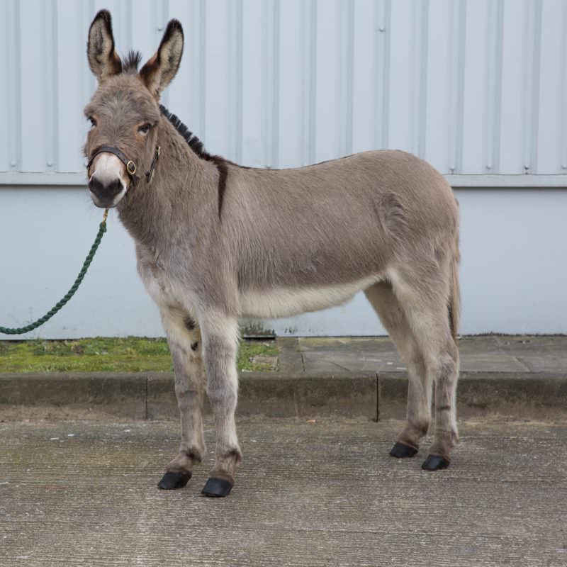 Rent Grey Donkey 1