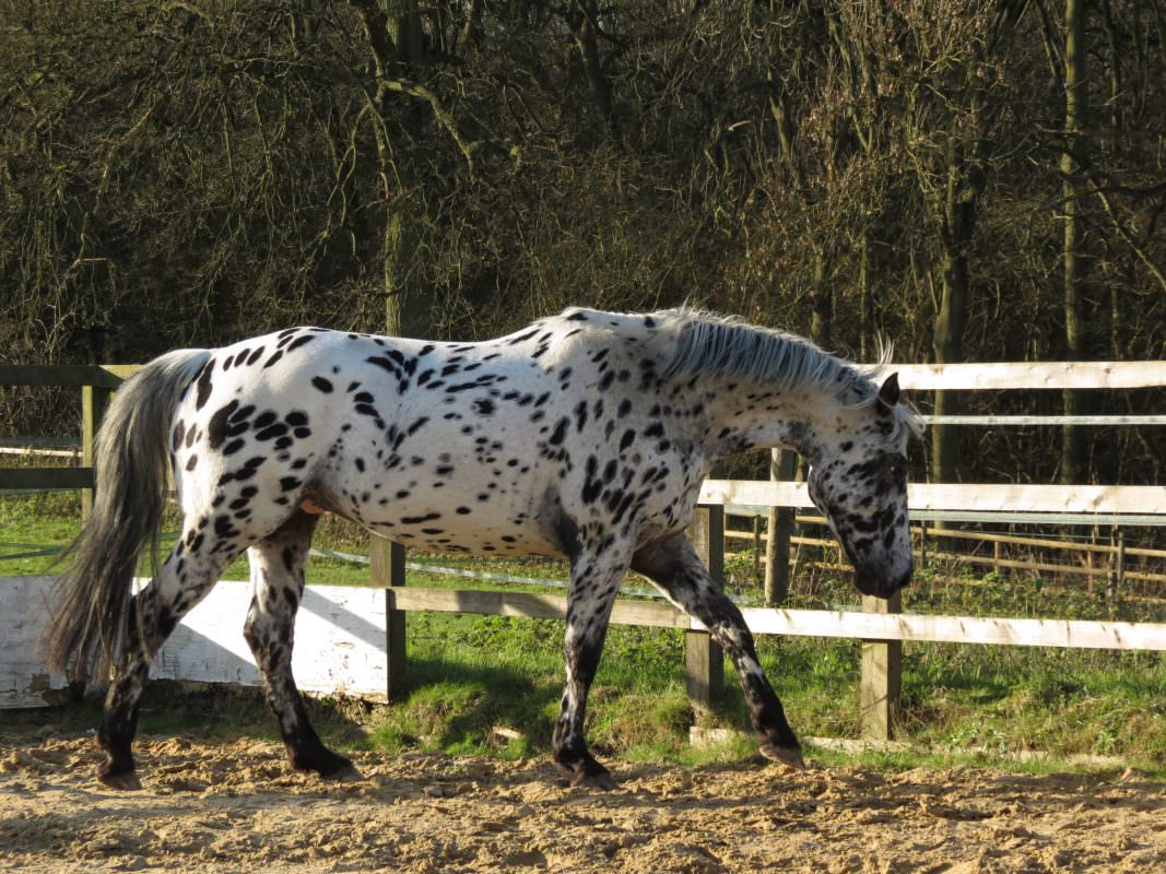 Rent Appaloosa 4