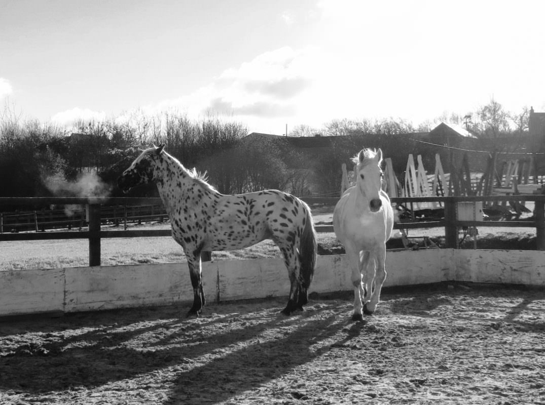 Rent Appaloosa & White Horse