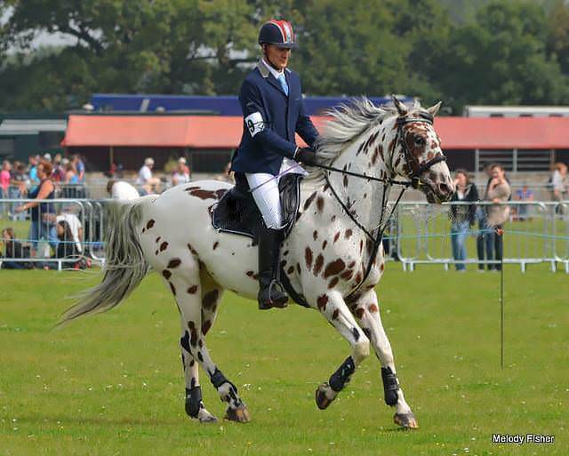 Rent Appaloosa rider