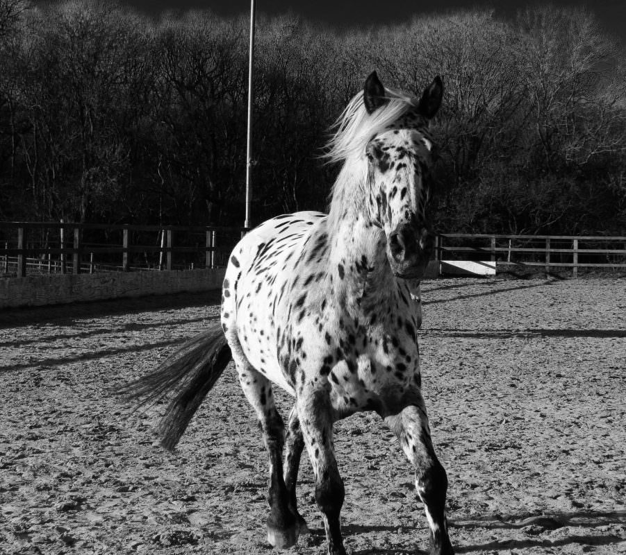 Rent Appaloosa 5