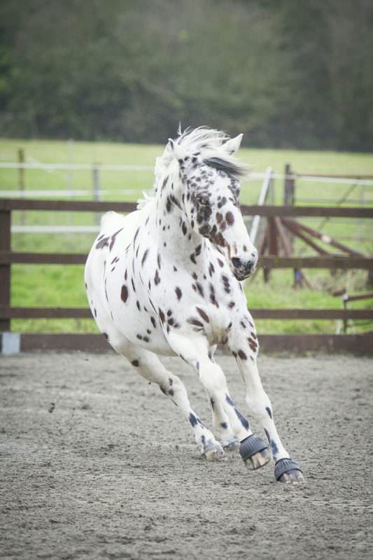 Rent Appaloosa 2