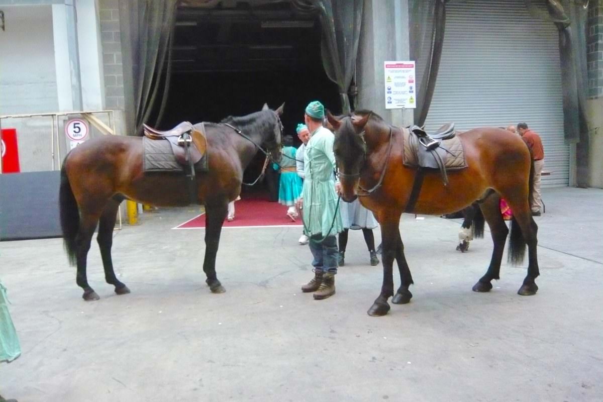 Rent Bay horses backstage