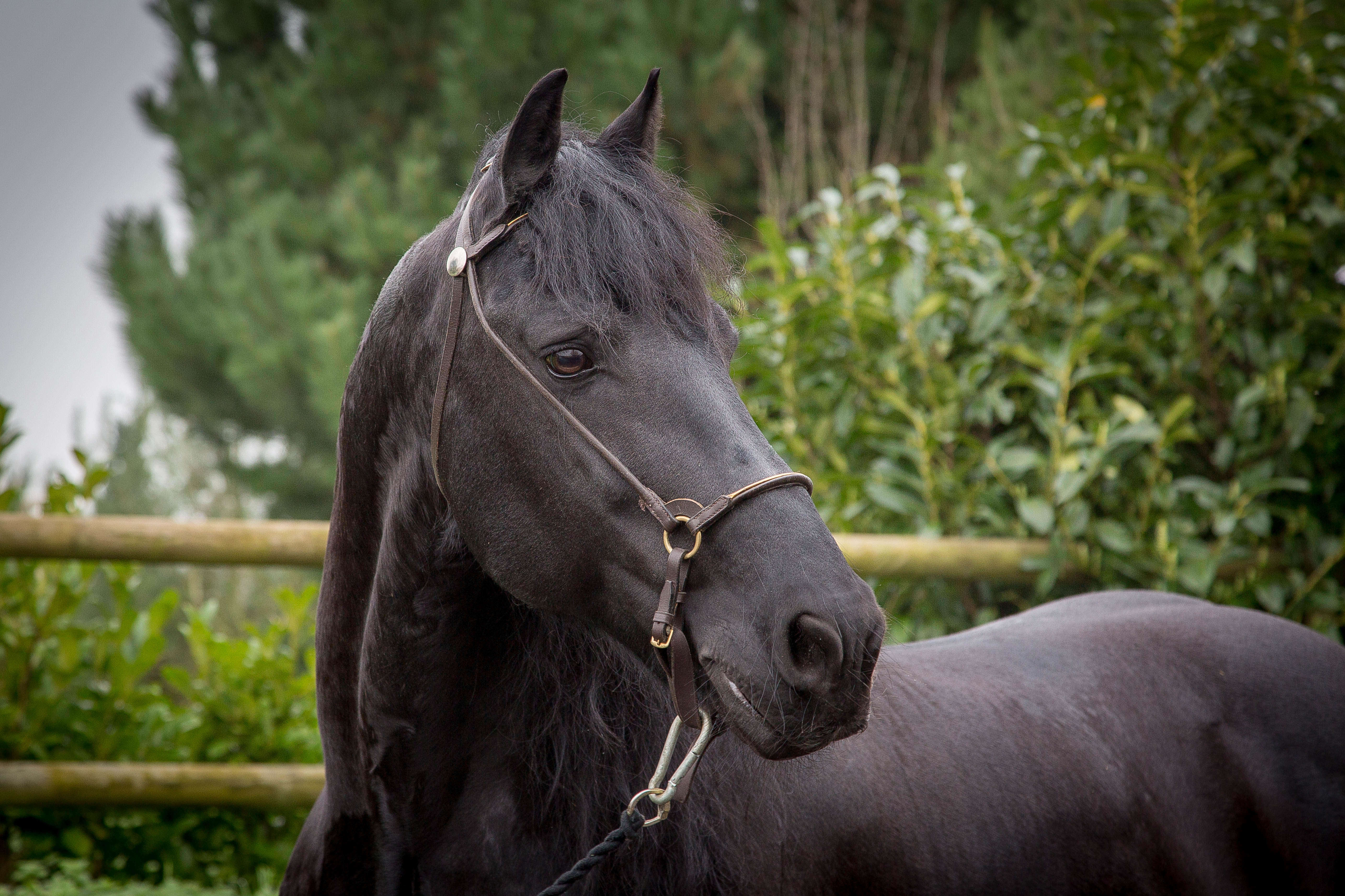 Black horse 2 - A-Z Animals