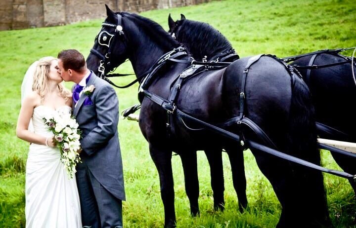 Rent Black Horses Wedding