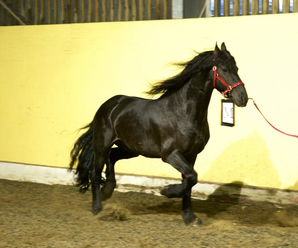 Rent Black Horse 3