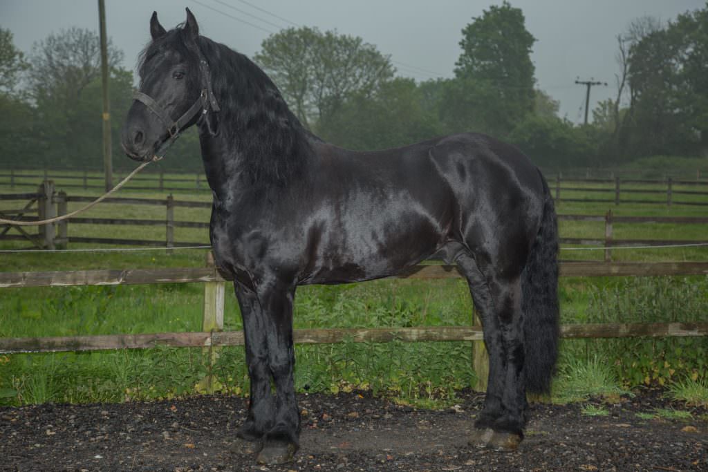 Black horse 4 AZ Animals