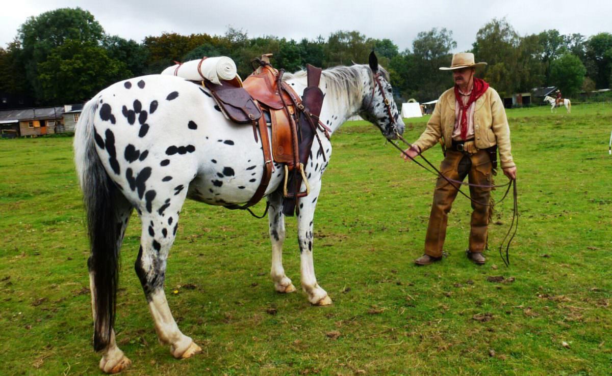 Rent Cowboy horse