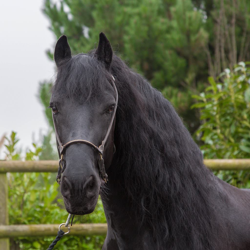 Black Horse 6 - A-Z Animals