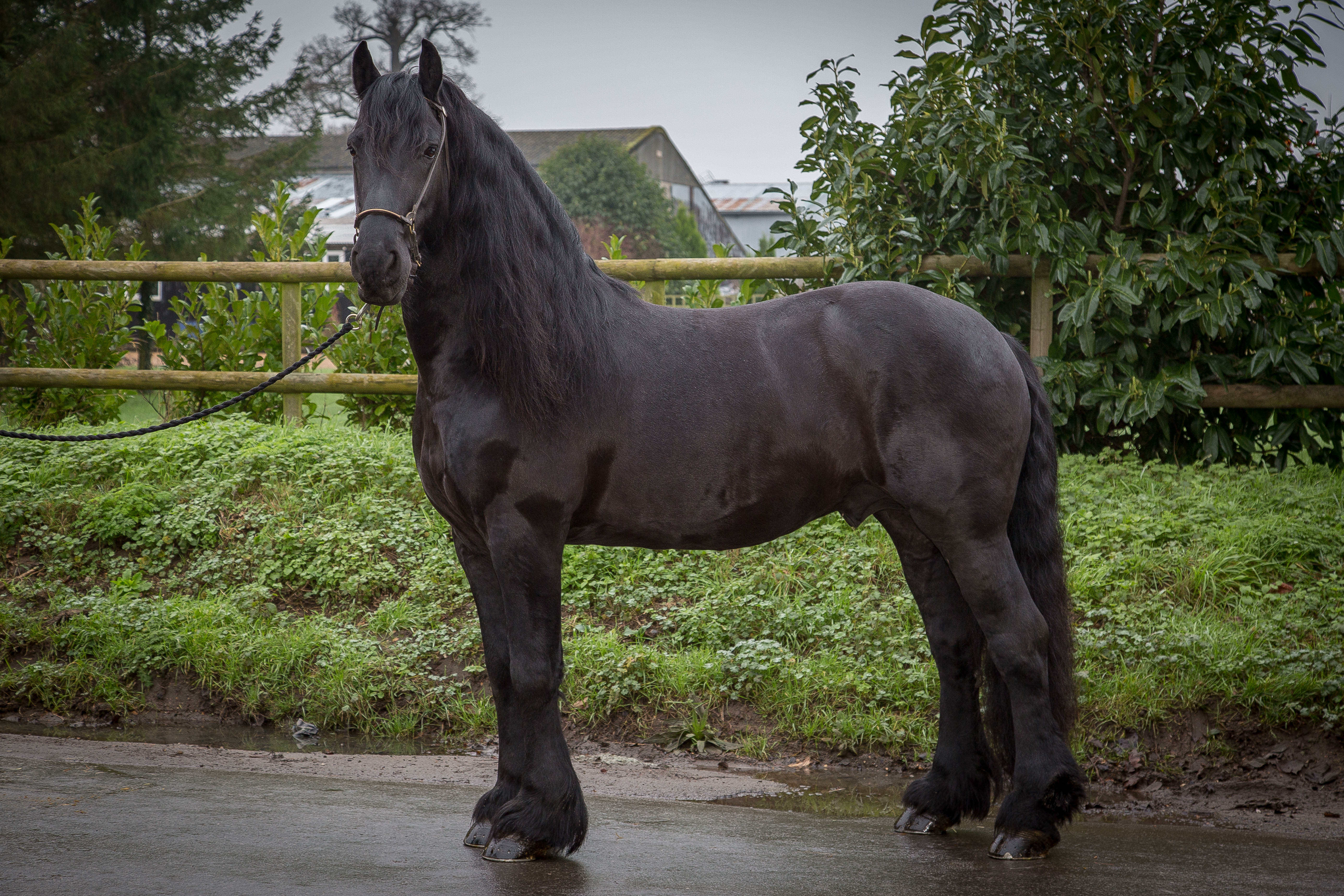 Black Horse 7 - A-Z Animals Black Horse 7 - A-Z Animals