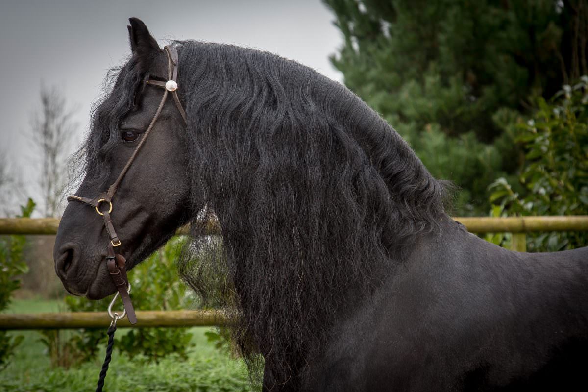 Rent Black Horse 9