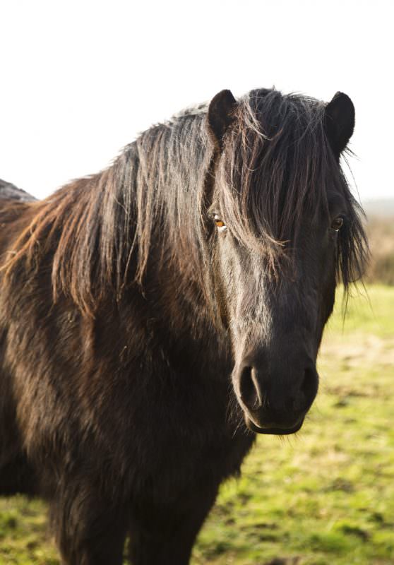 Rent Black Shetland Pony