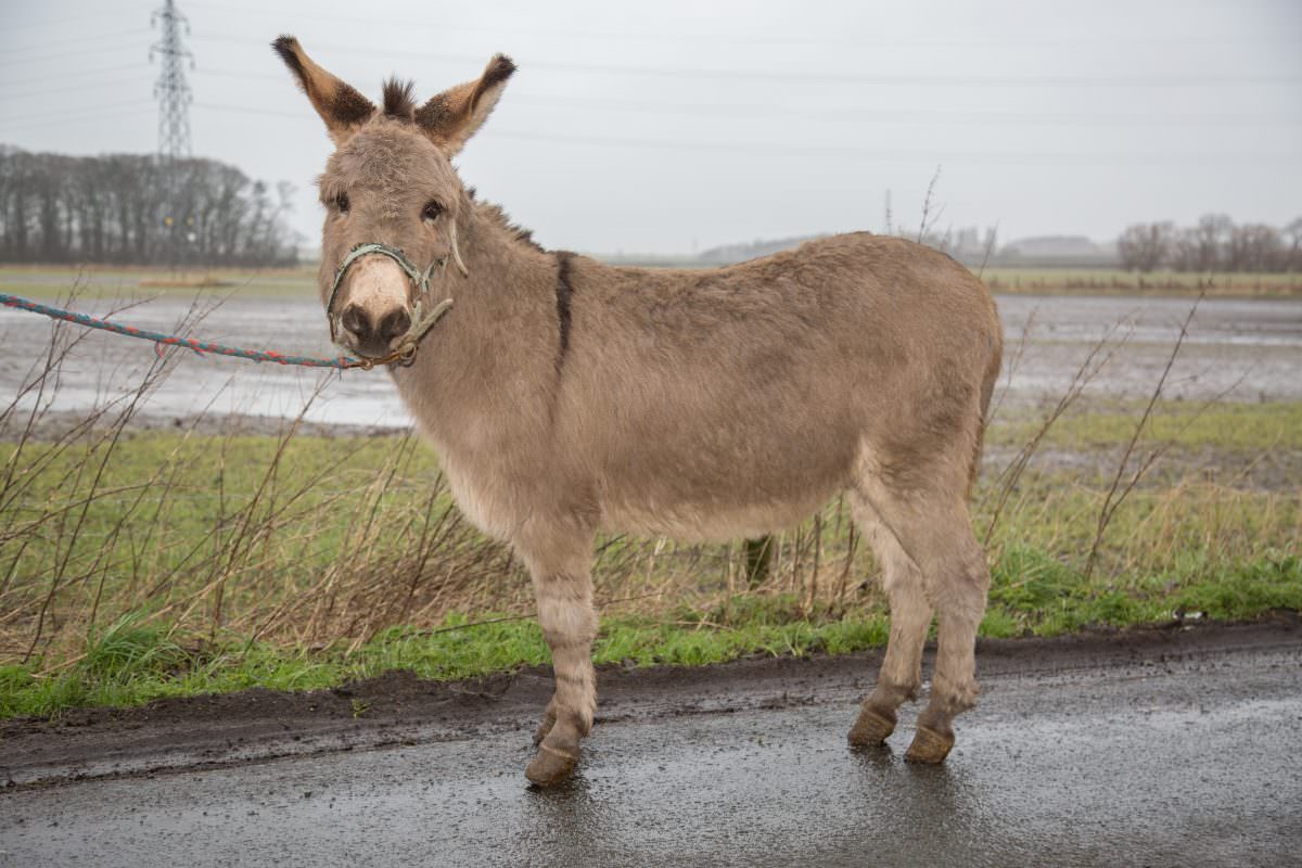 Rent Grey Donkey 2