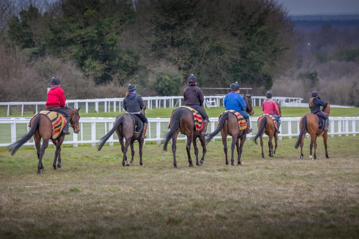 Rent Horses riding work