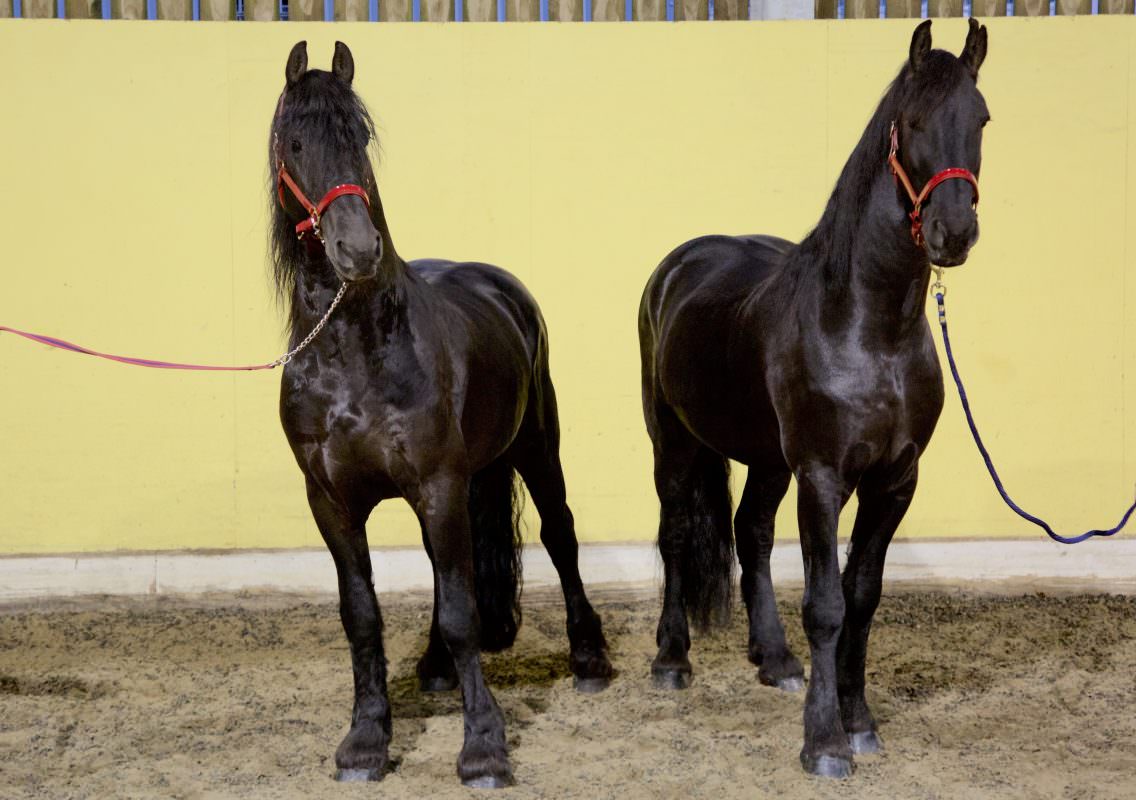 Rent Black Horses 1