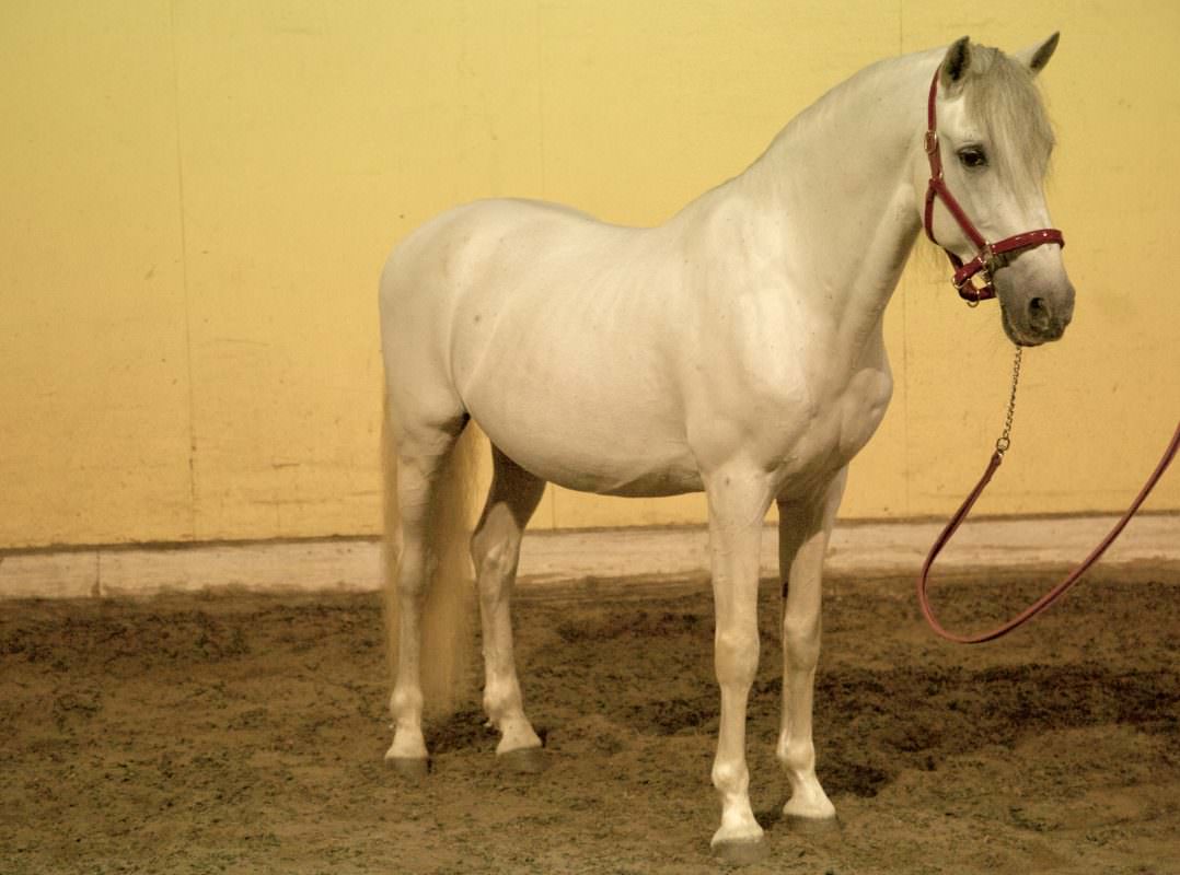Rent White Horse 9