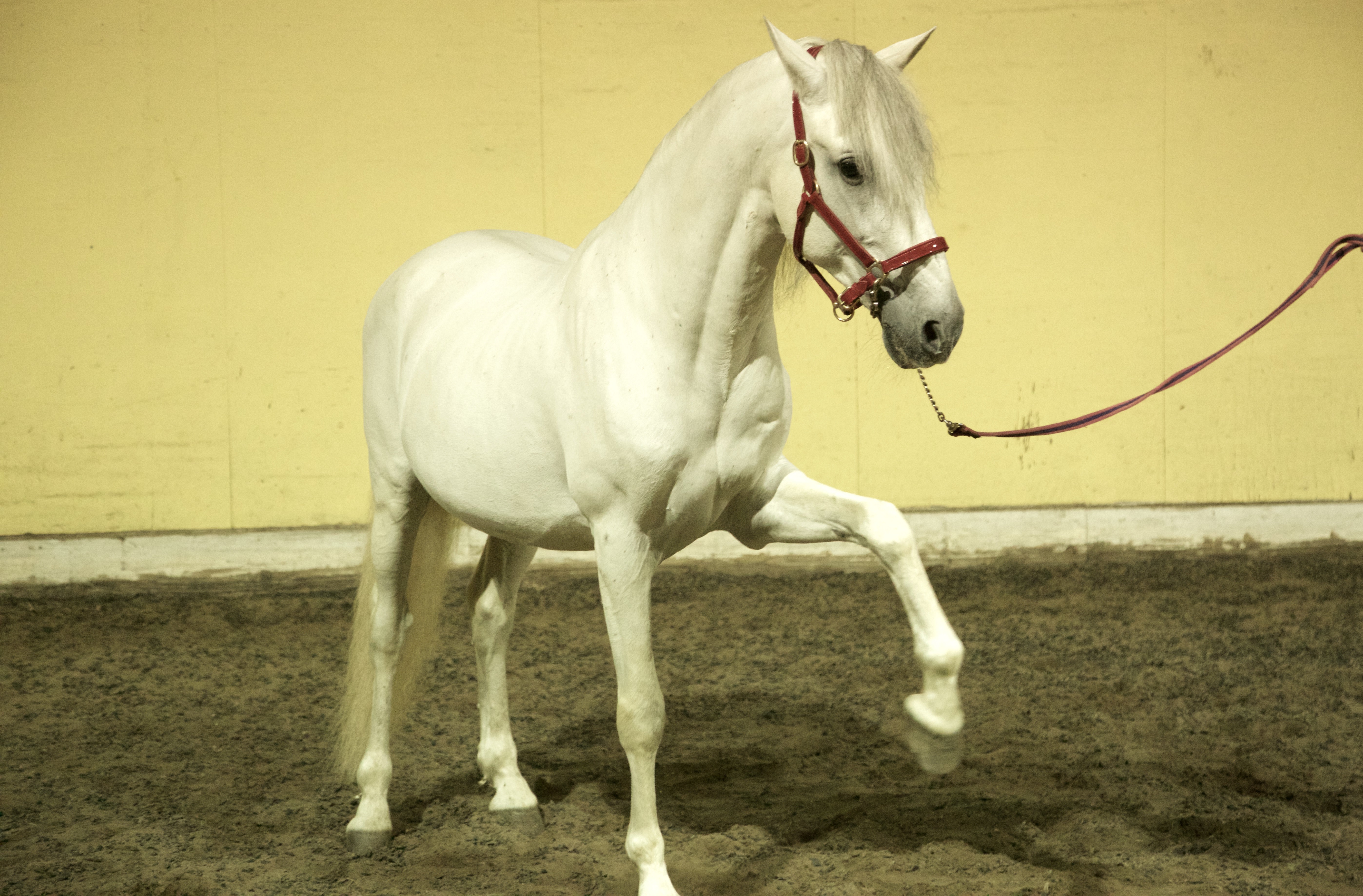 White Horse 10 - A-Z Animals