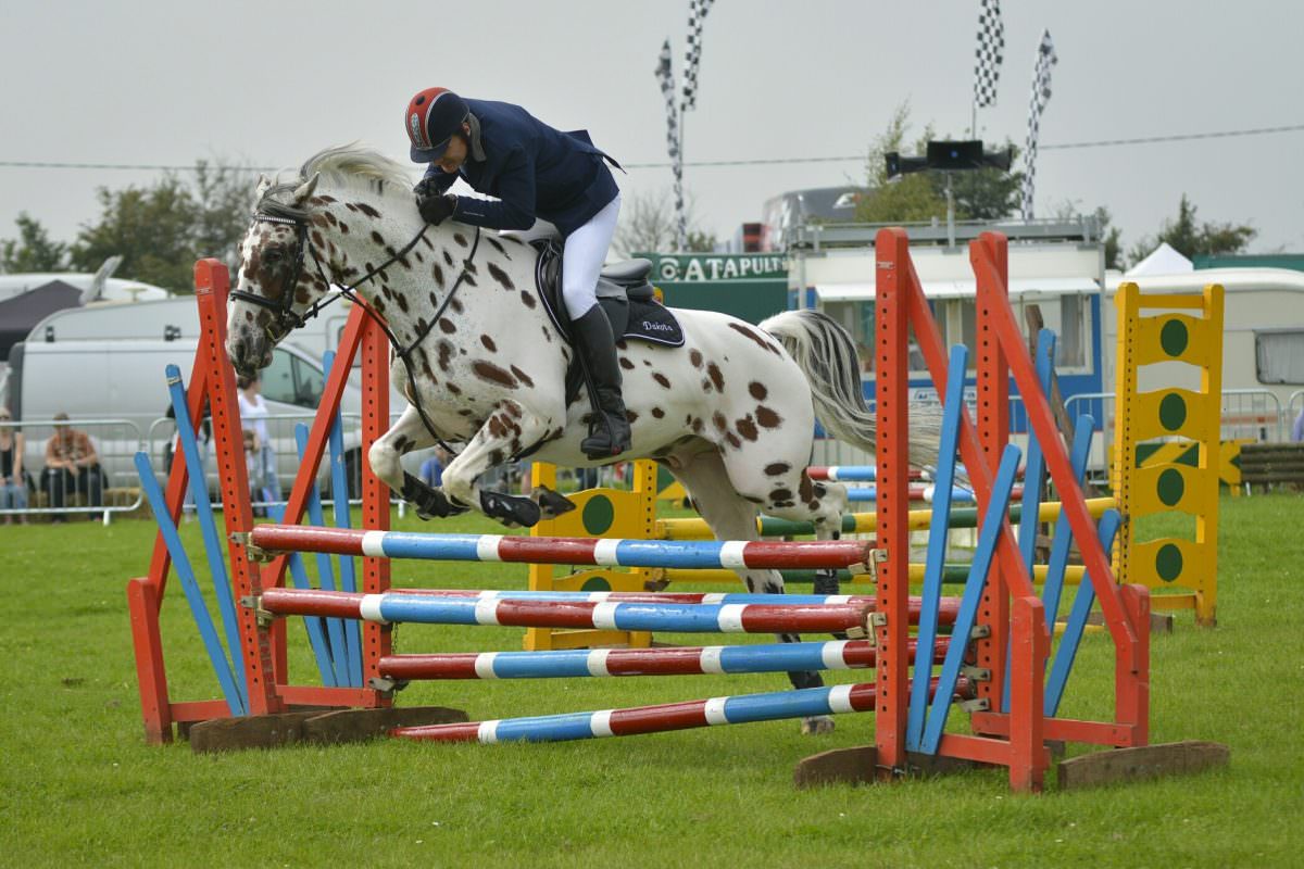 Rent Appaloosa jump