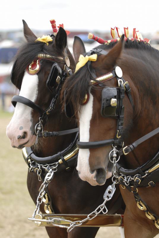 Rent Shire Horses