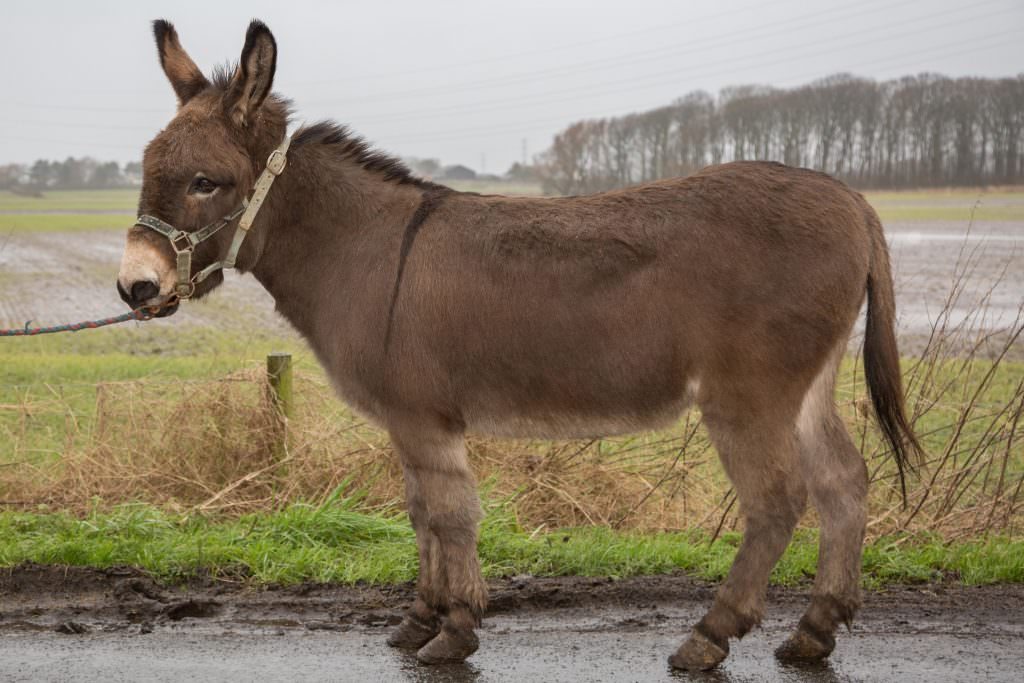 herend donkey