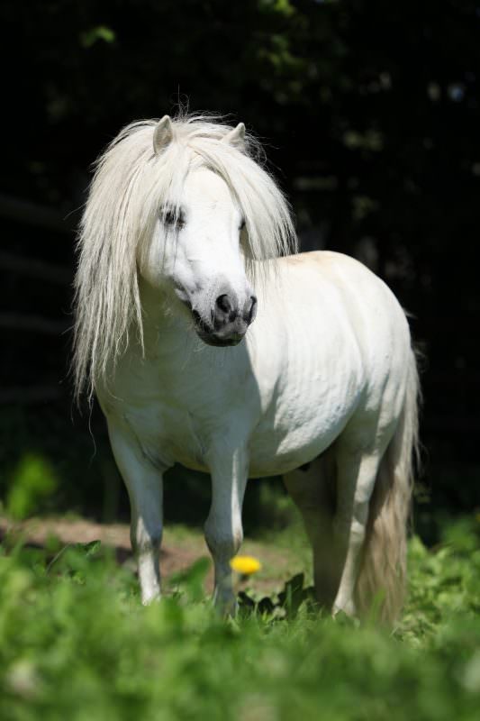 Rent White Shetland