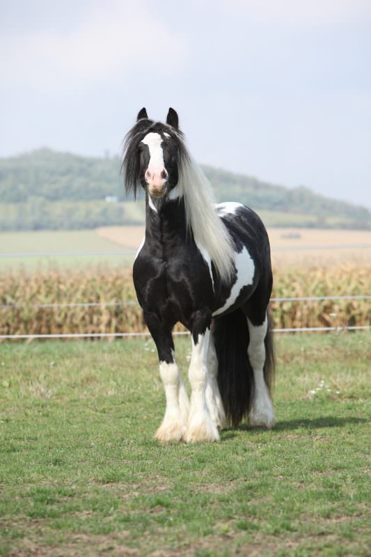 Rent Piebald Horse 2