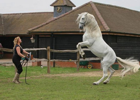 Rent White Horse Rearing 2