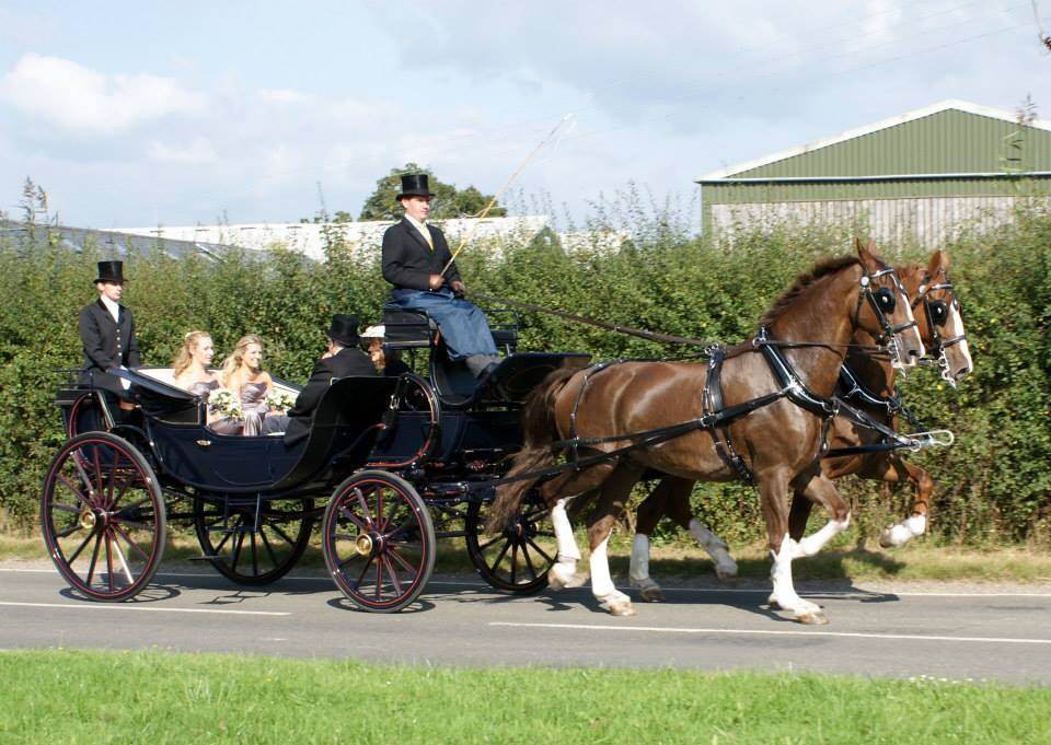 Rent Bay Horses & Carriage