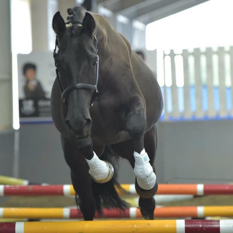 Rent Jumping horse