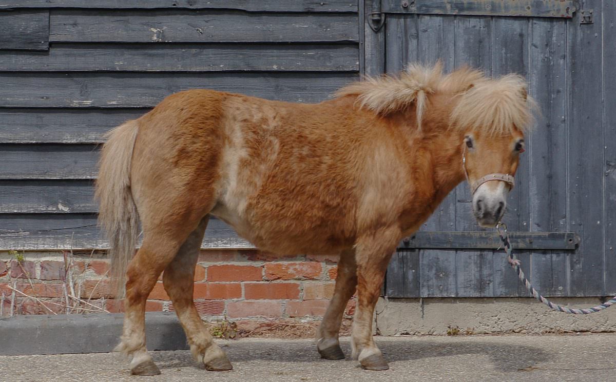 Rent Shetland Pony