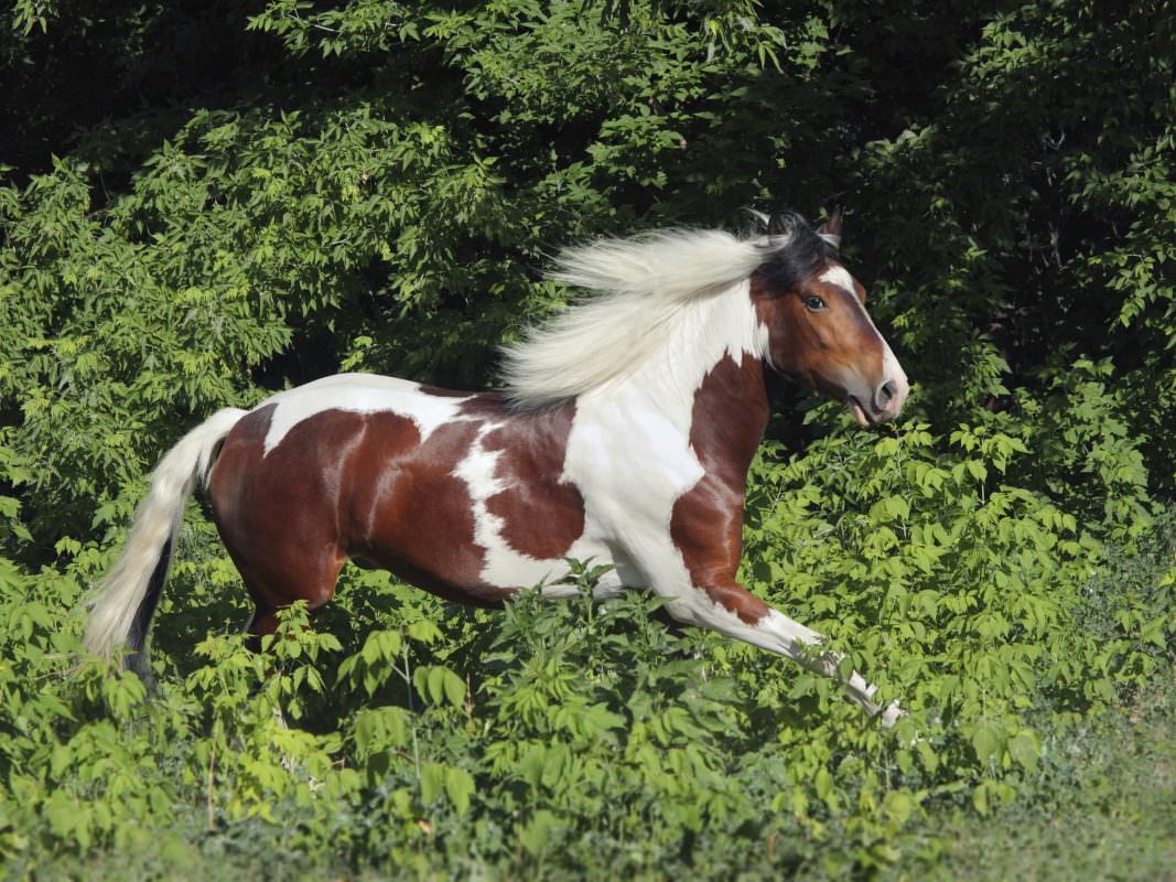 Rent Skewbald Horse