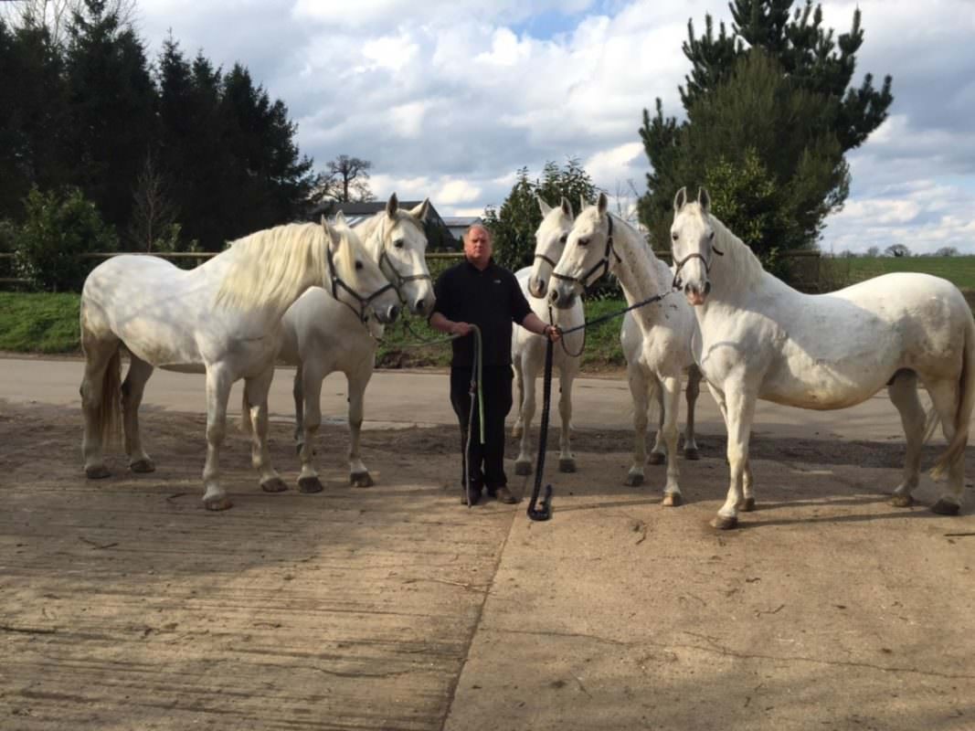 Rent White horses 1