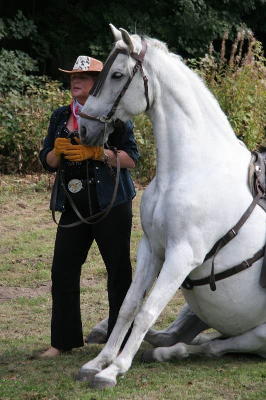 Rent White Horse Sitting