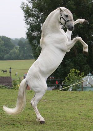 Rent White Horse Rearing 1