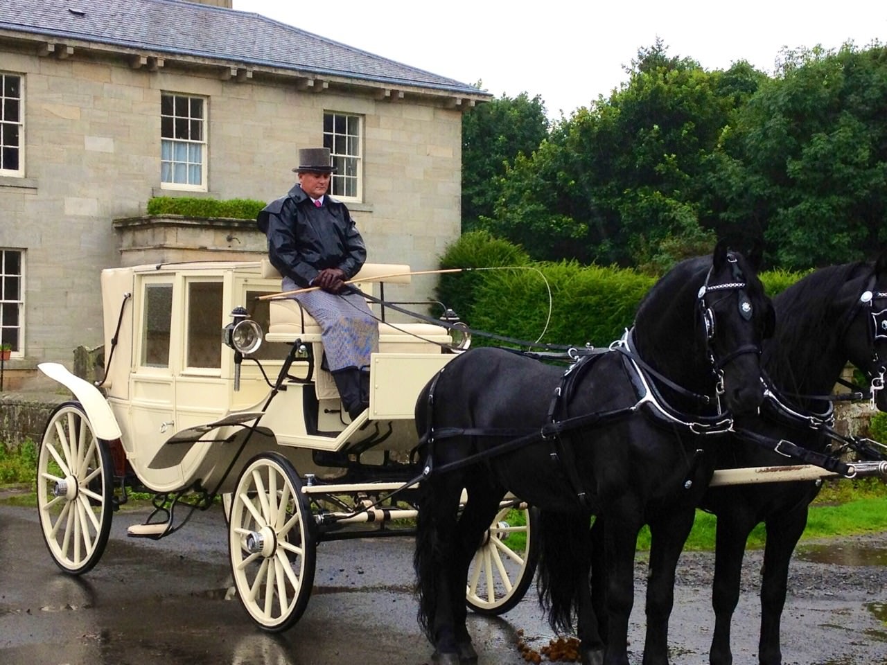 Black Horses & White Carriage AZ Animals
