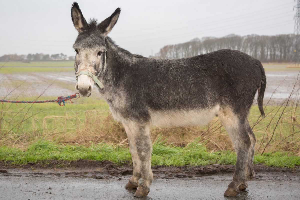 Rent Grey & White Donkey 1