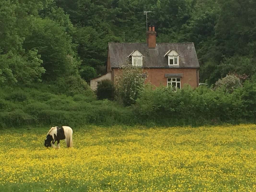 Rent Piebald Pony