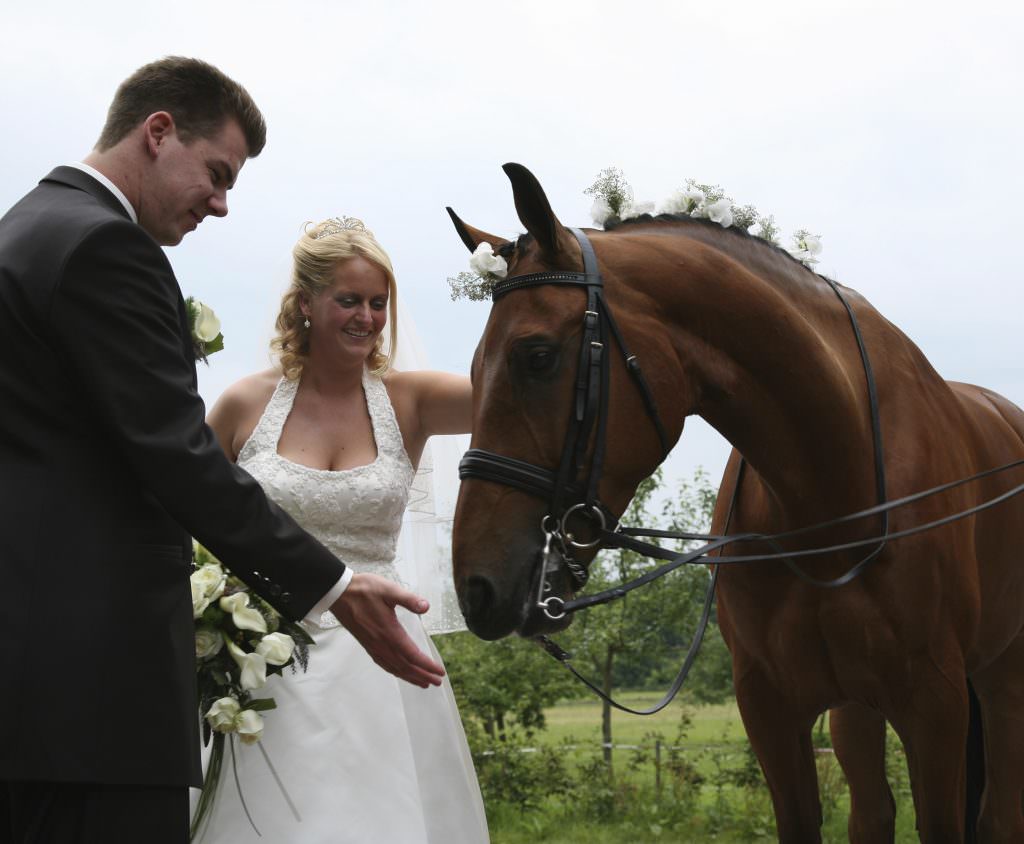 Brown Wedding Horse AZ Animals