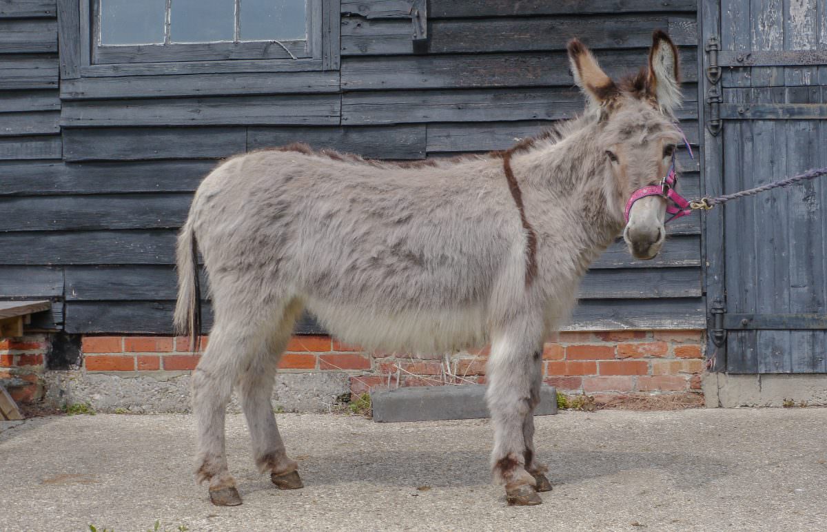 Rent Grey Donkey 3