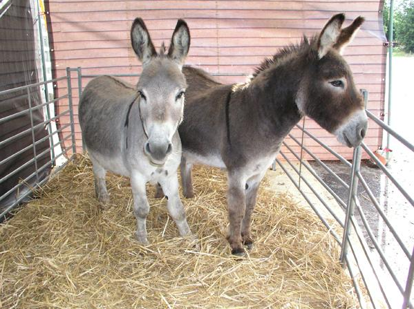 Rent Brown & Grey Donkeys