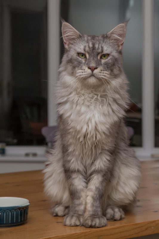 Rent Maine Coon Cat 1