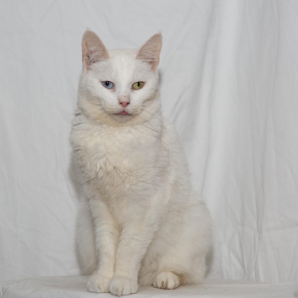 White Short Hair Cat AZ Animals