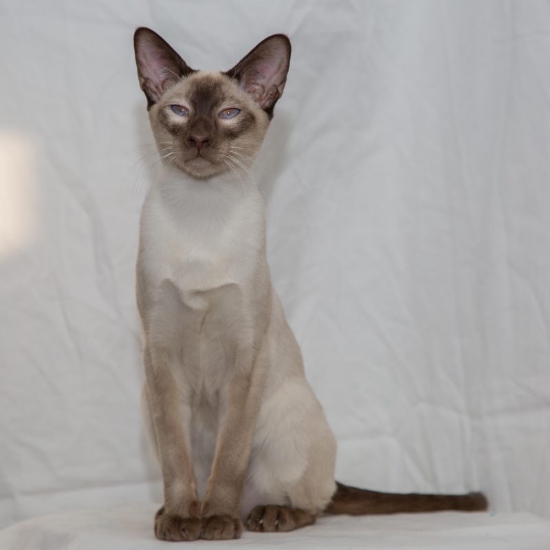 Rent Siamese Cat