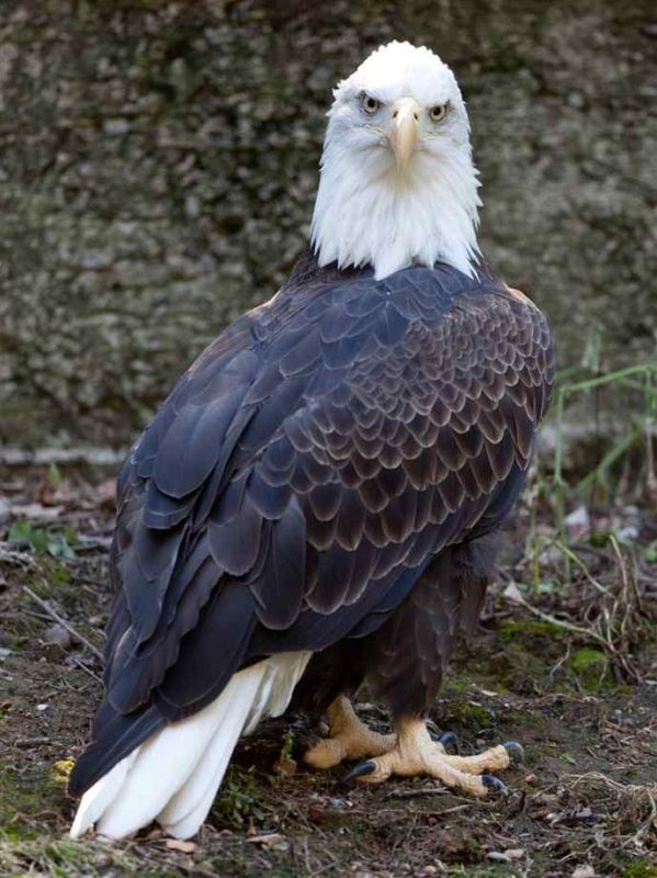 Rent American Bald Eagle