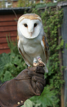 Rent Barn Owl