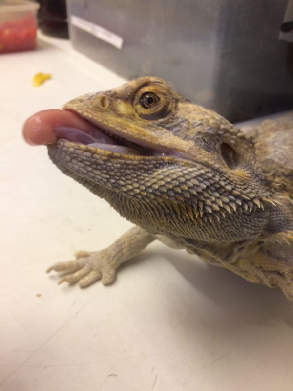 Rent Bearded Dragon