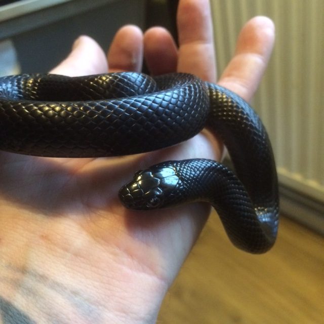 Rent Black King Snake