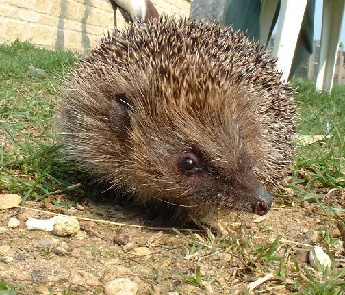 Rent British Hedgehog