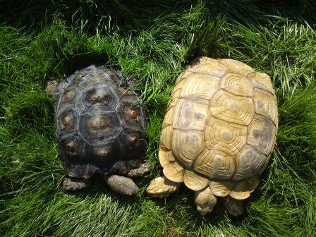 Rent Burmese Black Tortoise with Sulcatta